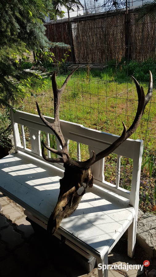 Poroże jelenia rogi dekoracja ścienna Żarów