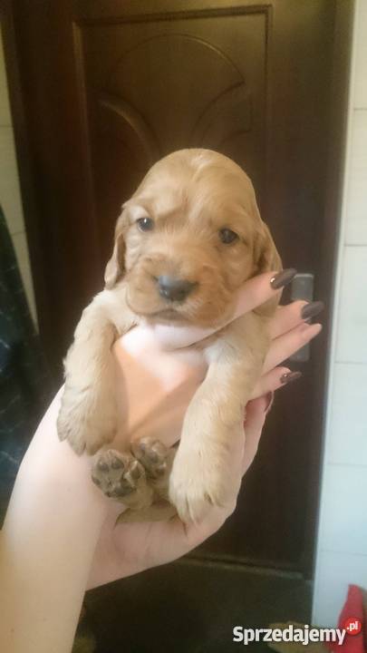 cocker spaniel szczeniaki Kłodawa