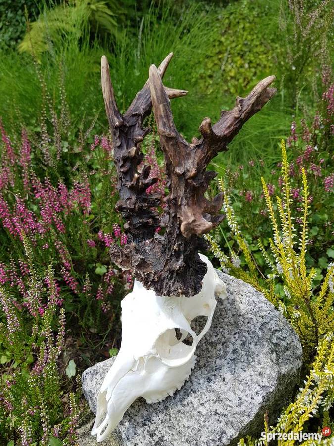 Parostki kopie mocny Węgier