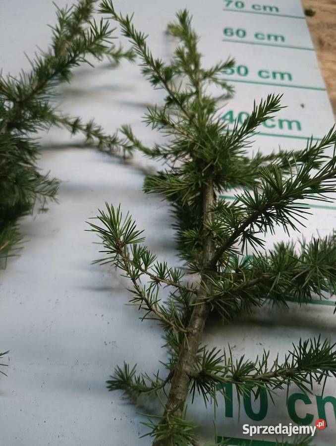 Cedr libani himalajski 30 60 Szczecinek