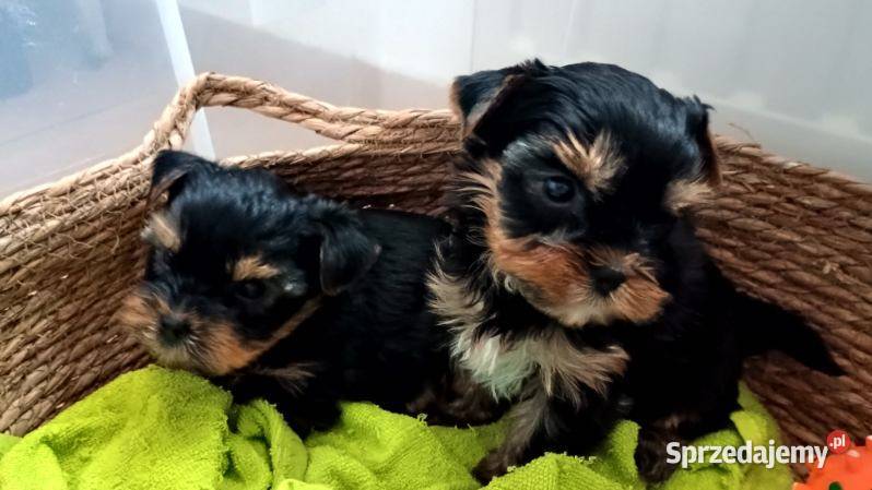 York yorki Yorkshire terier rasowy piesek i małopolskie Kraków