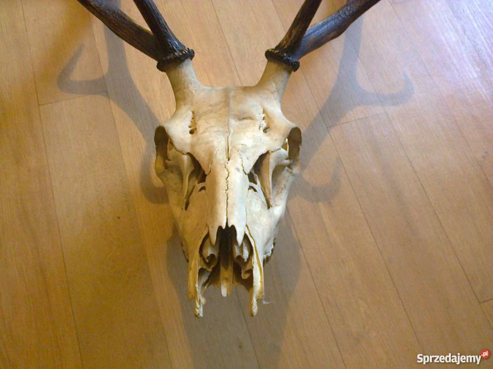 Poroże jelenia z czaszką Lubawa