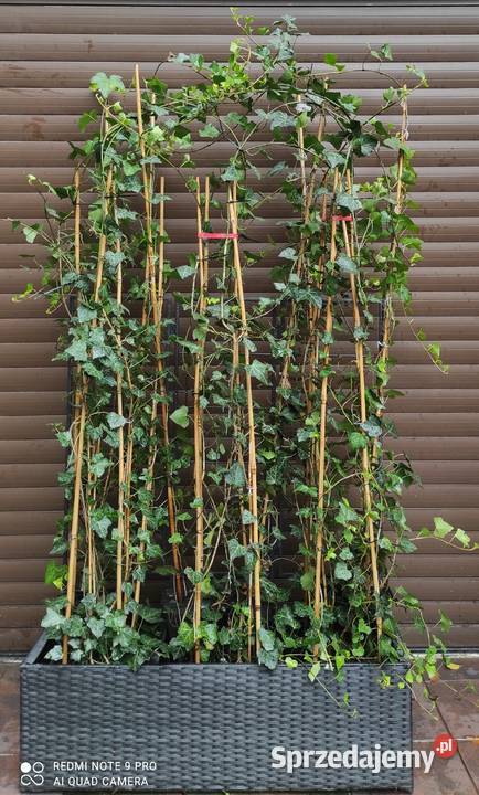Żywopłot duży bluszcz Hedera Helix 160200 mazowieckie Warszawa