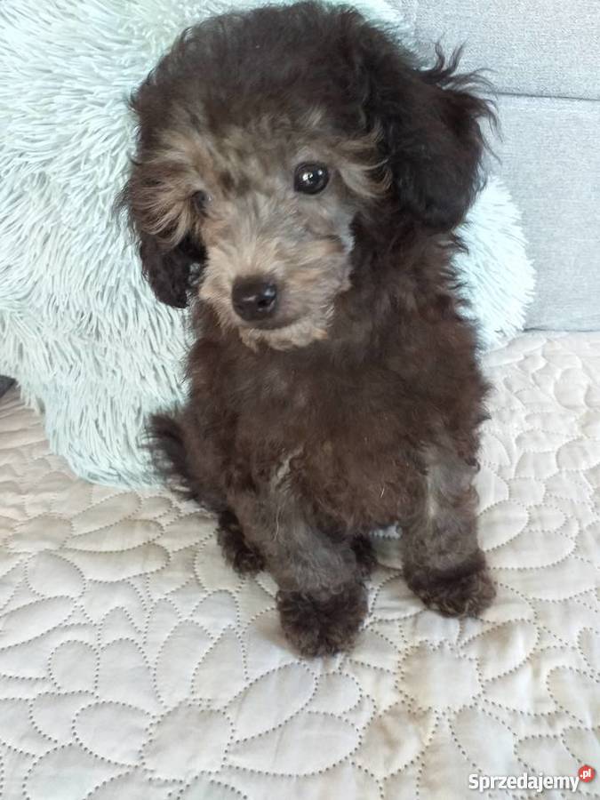 Pudel Toy srebrny małopolskie Polanka Wielka