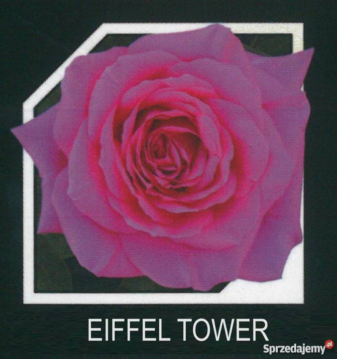 sadzonki róż RÓŻE HURT Rośliny mazowieckie Radom sprzedam