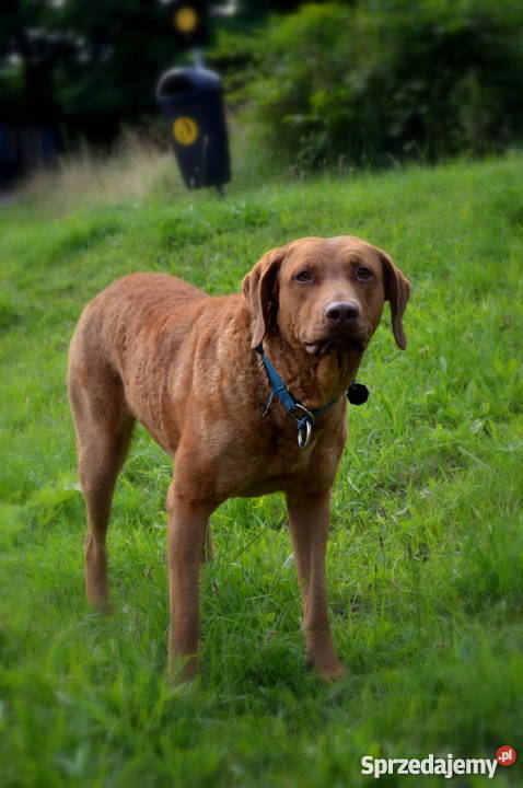 Chesapeake Bay Retriever Psy Katowice