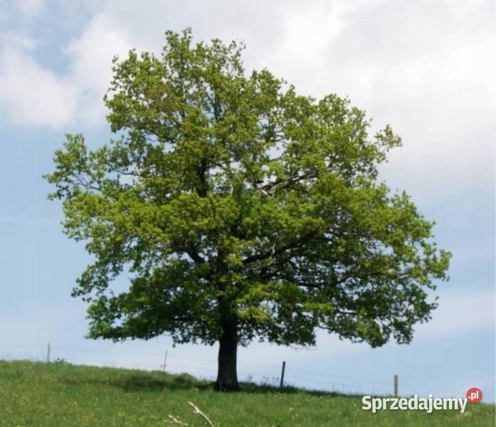 DĄB SZYPUŁKOWY Quercus robur sadzonki w Ustronie