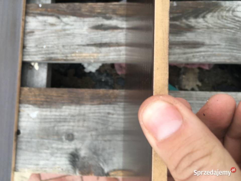 Glazura płytka ścienna flare brąz 25x36 firmy Reguły