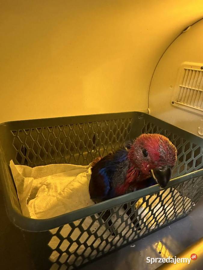 Lora wielkaBarwnica zwyczajnaEclectus roratus Ptaki śląskie Pszczyna