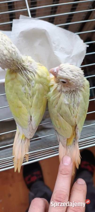 Papugi rudosterki ręcznie karmione Tychy sprzedam