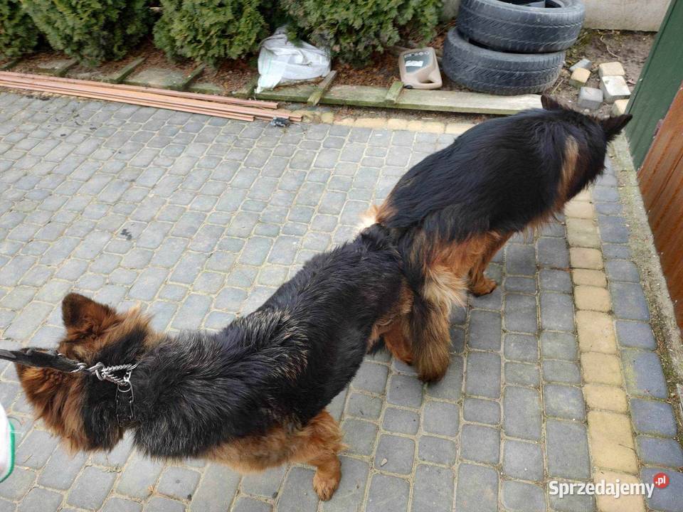 sprzedam szczeniaki Owczarek Przemyśl