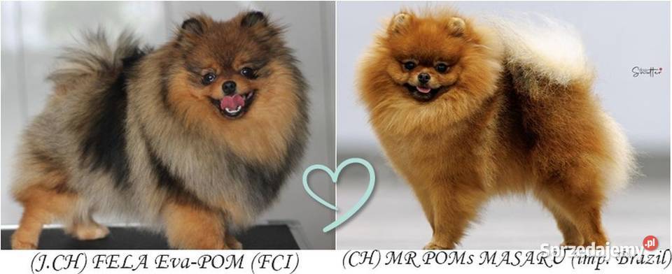 Szpic miniaturowy pomeraniansuczka ZKwP FCI Toszek