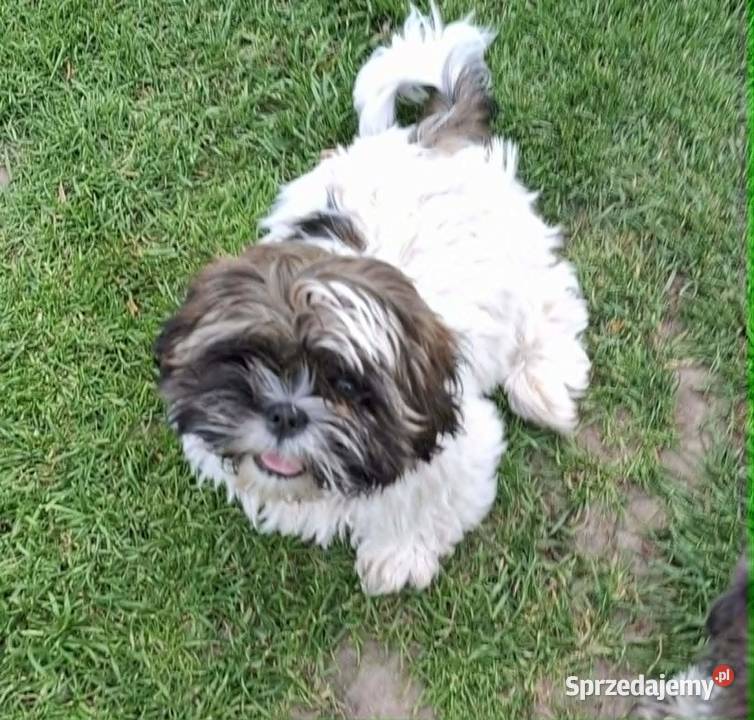 Sprzedam psa Shih tzu Nosów-Kolonie