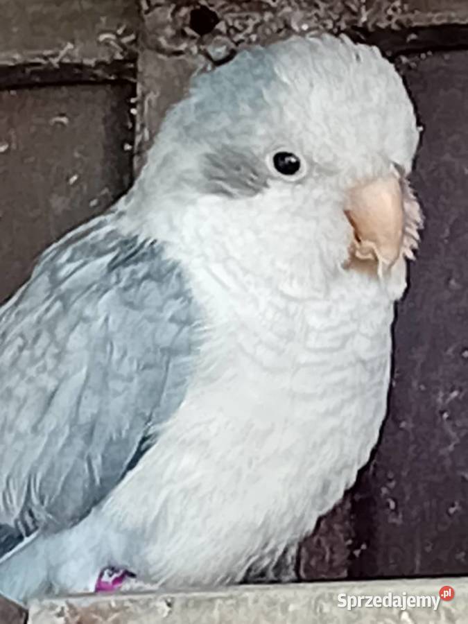 Papugi mńichy sprzedam