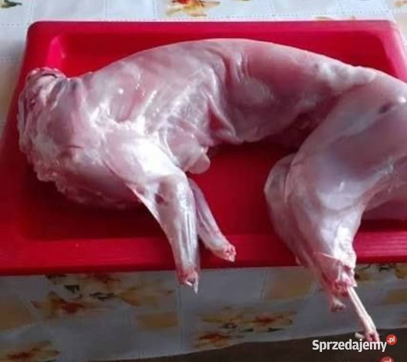Króliki króliki ubite