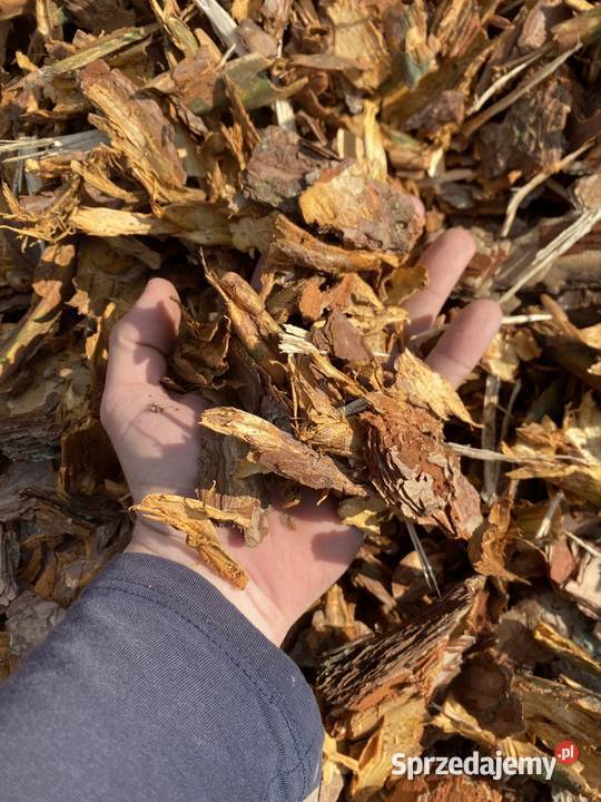 Kora sosnowaTransport Małogoszcz