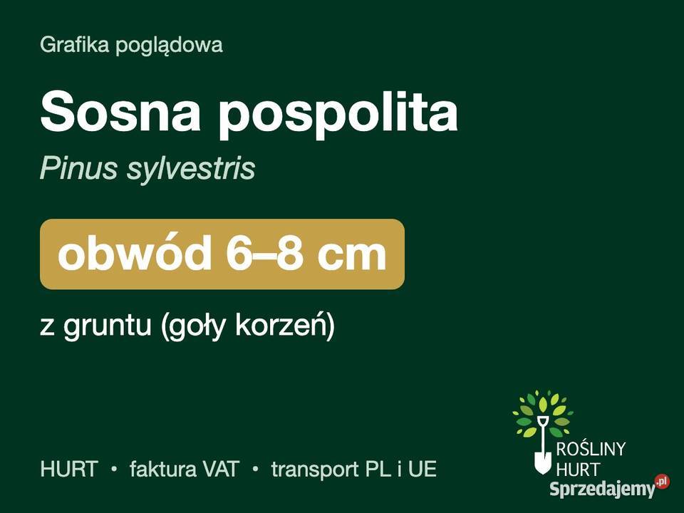 Sosna pospolita Pinus sylvestris obwód 68 z