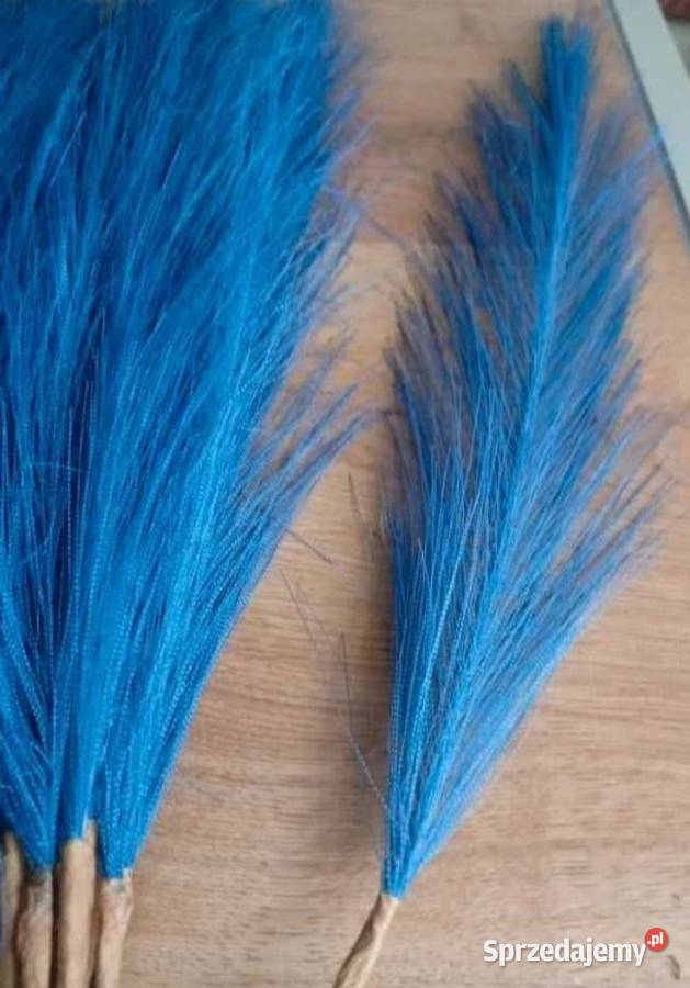 Niebieska trawa pampasowa 20 sztuk Szczecinek