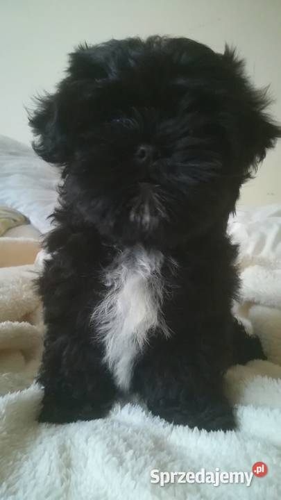 Shih tzu pieski i suczki Poznań