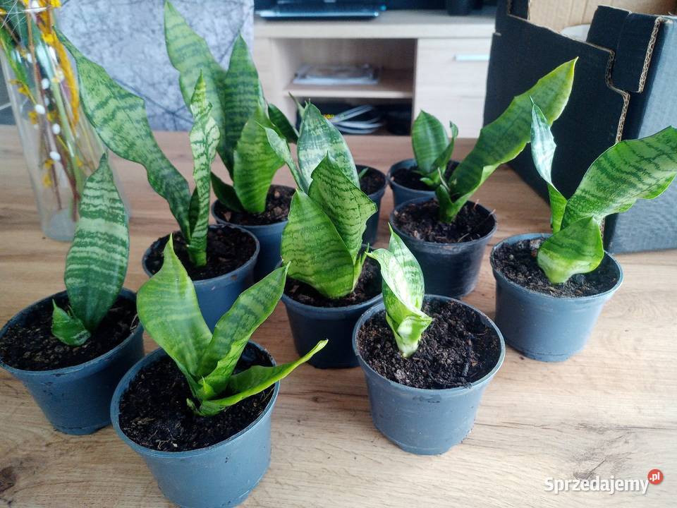 Sansevieria sadzonki kwiatka Kraków sprzedam