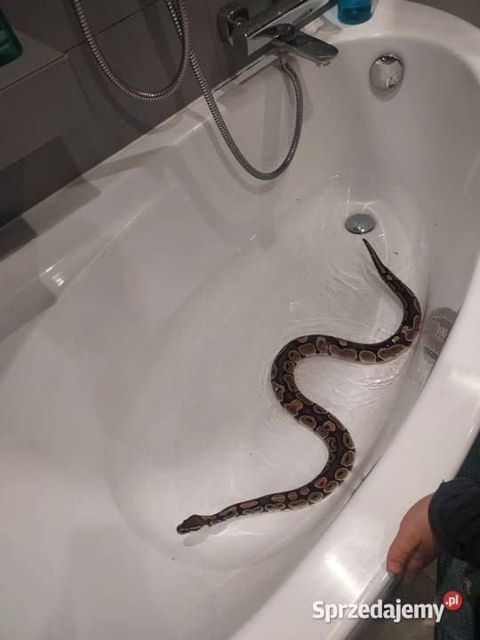 Pyton królewski CLASSIC Bochnia sprzedam