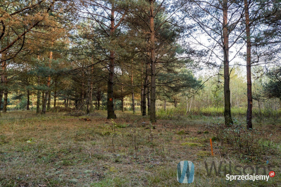 sprzedaży gruntu Czosnów 3000m2 85zł/m2