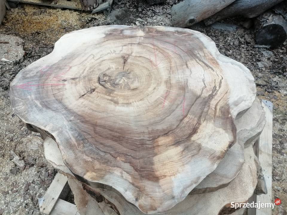 Stolik kawowy plaster wiązu 100 x 100 x7
