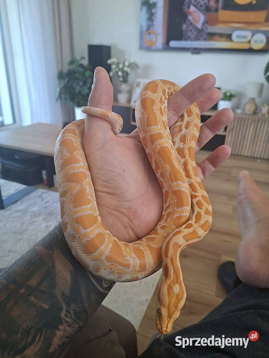 Pyton tygrysi albino samiczka python bivittatus Brzezie k. Sulechowa