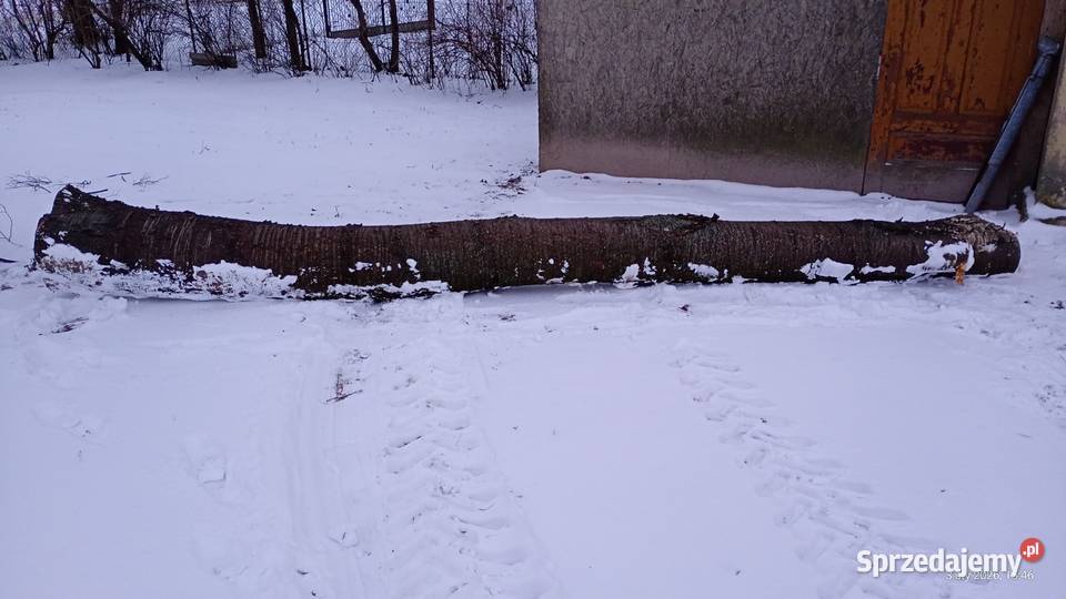 Pień dzikiej czereśni 5 mb na opał materiał Łuszczów Pierwszy