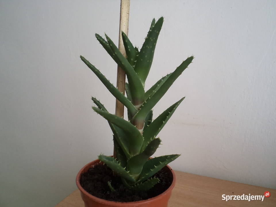 aloes mitriformis kwiat doniczkowy Warszawa