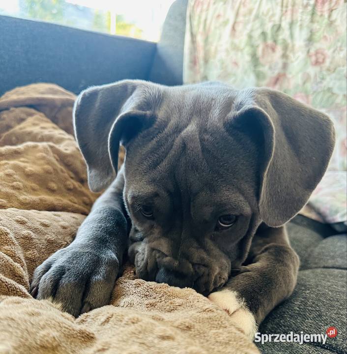 American bully urocza suczka Kraków