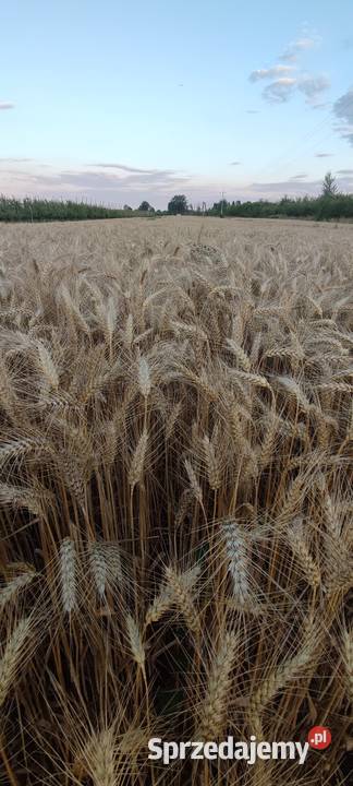 Pszenica Ozima Fox Zboża Puławy