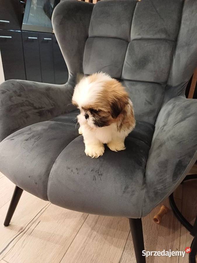 Śliczna suczka shih tzu tricolor