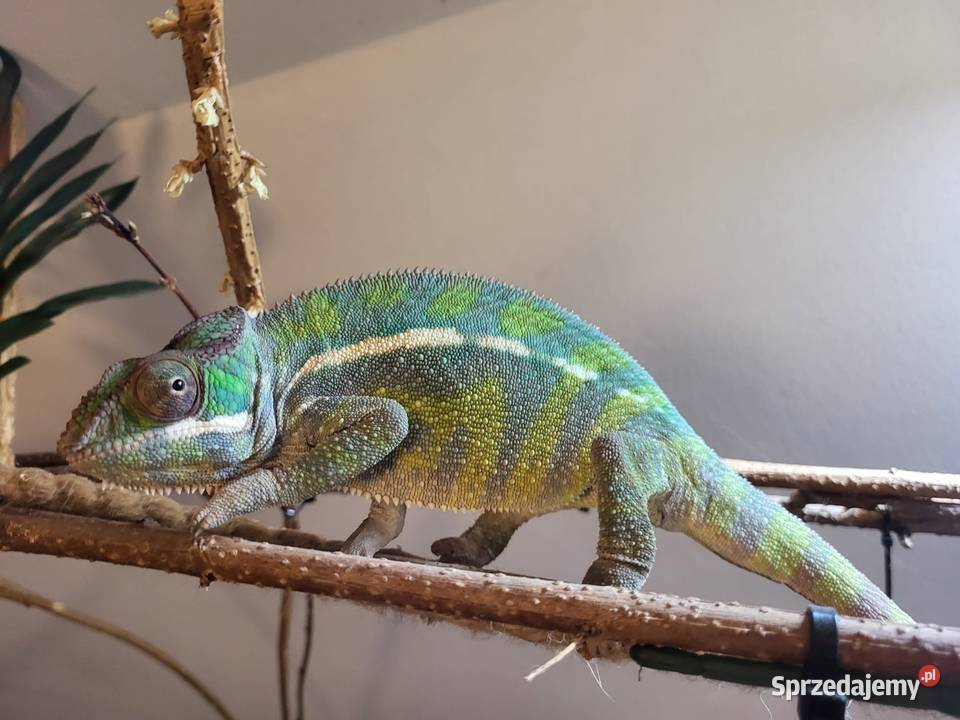 Kameleon lamparci odmiany lokalizacyjnej Sambava Kozy