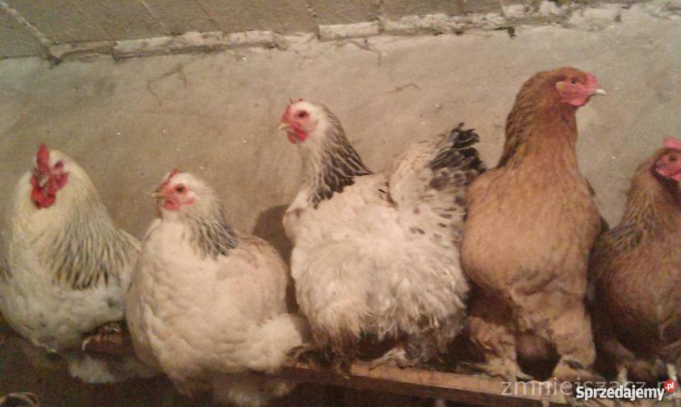 sprzedam Pozostałe Popielewo sprzedam