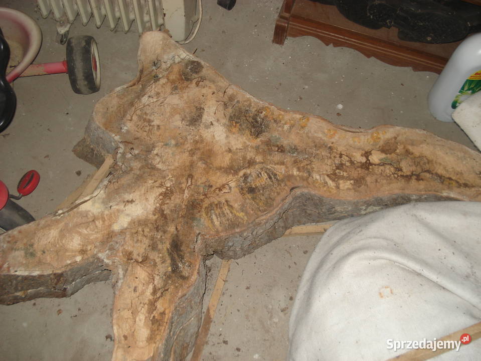 plaster drewna wiąz Biłgoraj