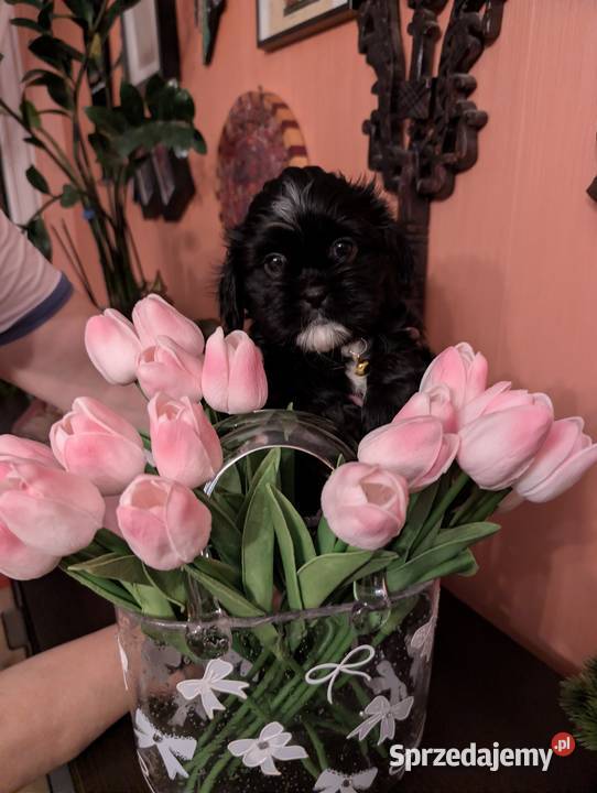 Szczenięta shih tzu z genem blue