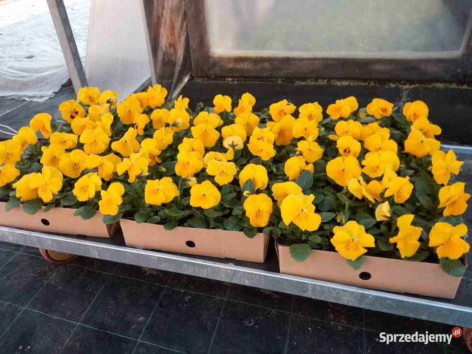 Bratki Hurt Białystok Podlasie podlaskie sprzedam