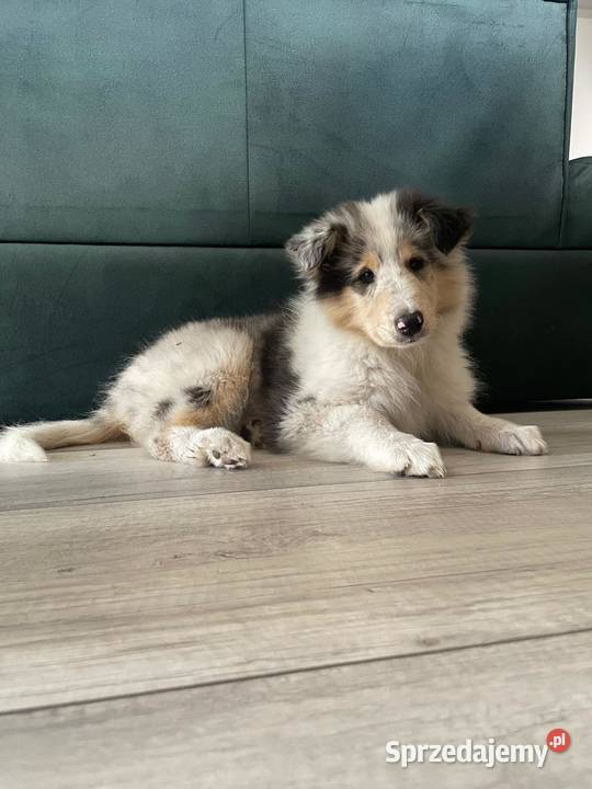 Owczarek szkocki długowłosy FCI łódzkie Szczerców