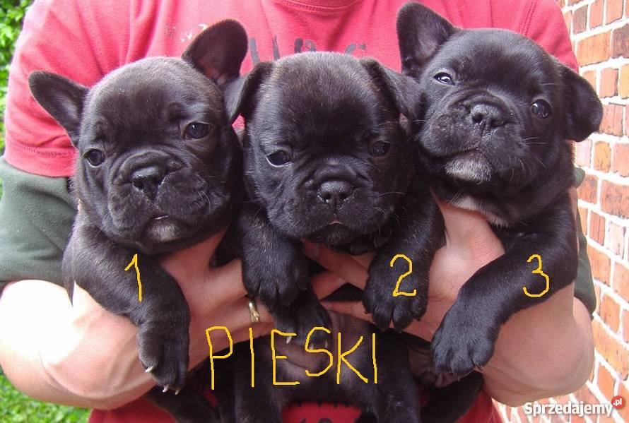 buldog francuski szczenięta ZACHODNIOPOMORSKIE Stargard Szczeciński