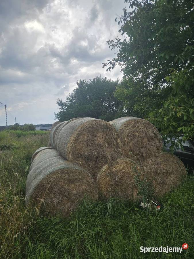 Siano 25 zeszłoroczne Ożarowice