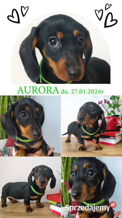 SUCZKA Jamnik krótkowłosy Czarna podpalana Kraków