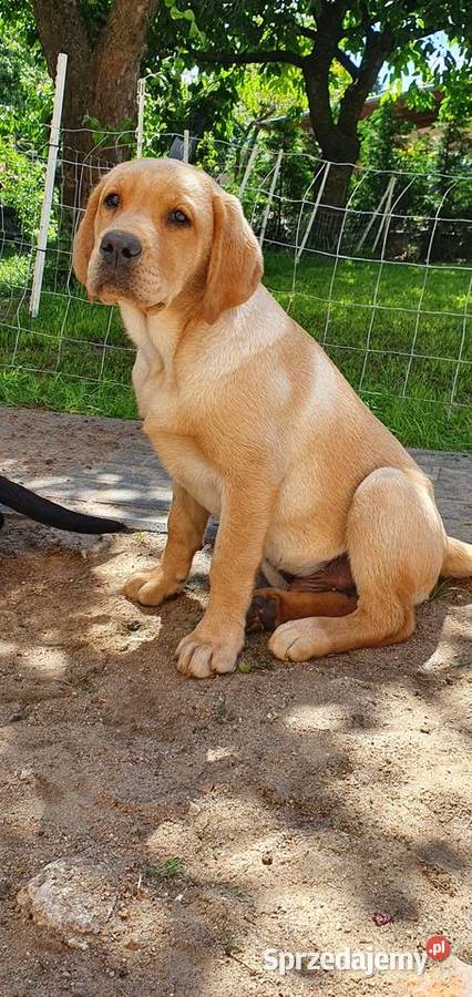 Lablador szczeniaki