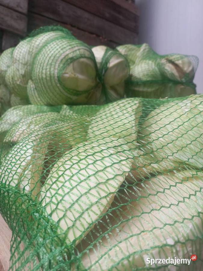 KAPUSTA odpadowa biała i pekińska Biała Rządowa sprzedam