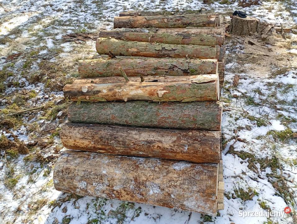 Sosna opałowa wałki Siekierki Małe
