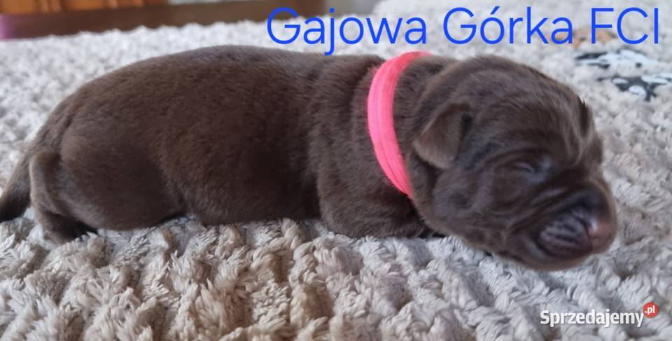 Szczęnieta Labrador Retriever FCI ZkwP oWrocław Gaj Oławski