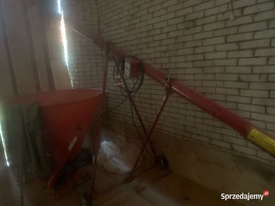 żmijka zbożowa nieuszkodzony Raczyce