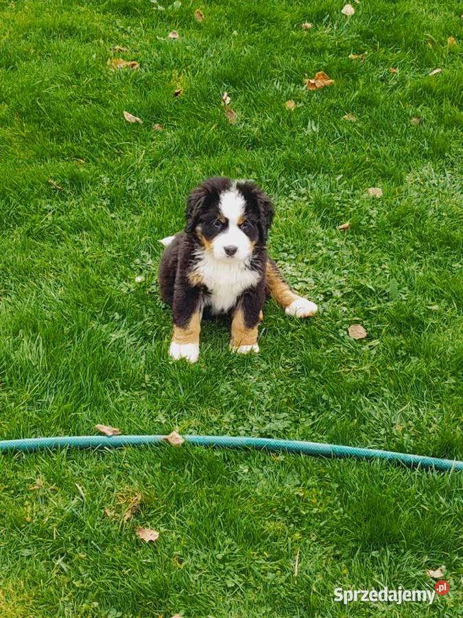 Sprzedam Pieski Pogwizdów