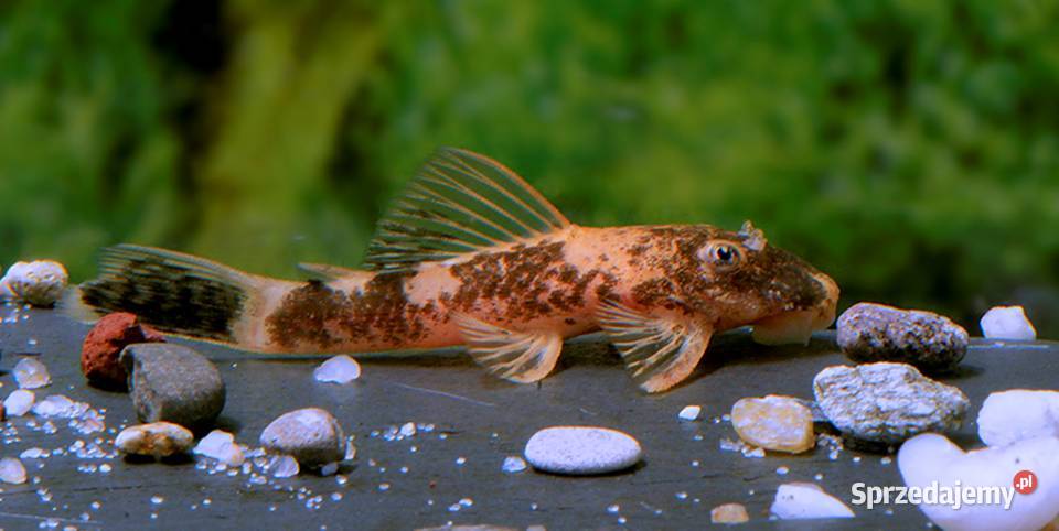 Glonojad Zbrojnik LDA 16 L 338 Ancistrus WYSYŁKA
