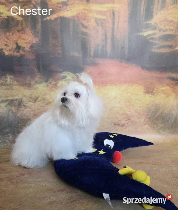 Pies Maltańczyk z rodowodem FCI